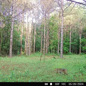 May2024 - Bobcat.webp