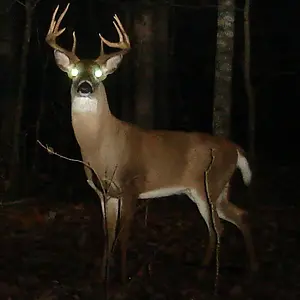 buck0727a.webp