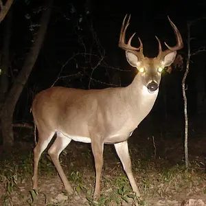 buck0820a.webp