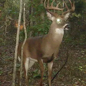 buck0820d.webp