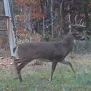 buck0820f.webp