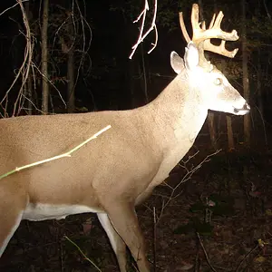 buck0918a.webp