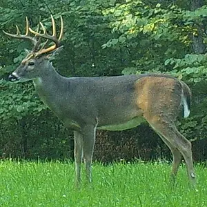 Buck2006k.webp