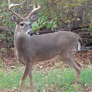 Media 'Buck2433d.webp' in category 'Trail Cams'