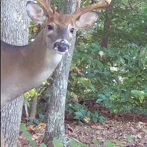 Buck2407m.webp