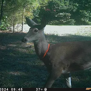 collared deer.webp