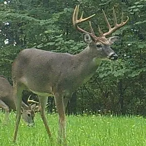 Buck2006i.webp