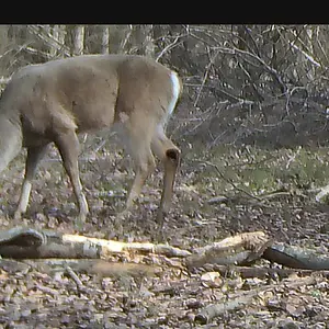 Media 'bigbuck8.webp' in category 'Trail Cams'