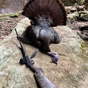 2023-4-21 Gobbler Stevens 301 .410 24 lbs 11'' beard 1'' spurs BR (1).webp