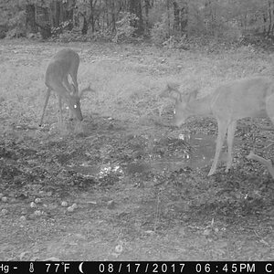 Bucks at the Salt Lick (13).JPG