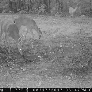 Bucks at the Salt Lick (18).JPG