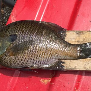 bream2.jpg