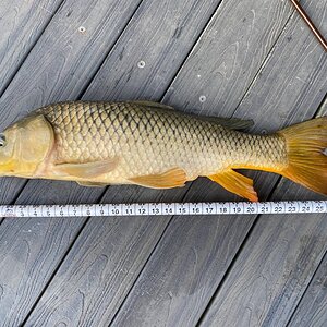 27-28 carp.jpg