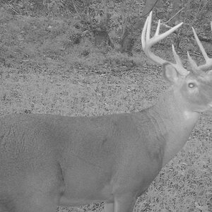 Buck2006n.jpg