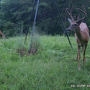 21_8_16_buck.jpg