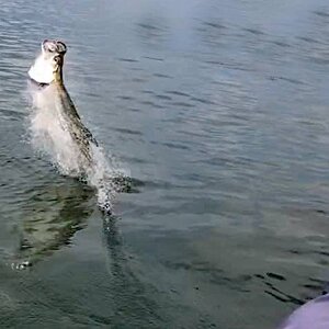 venice_tarpon2.jpg