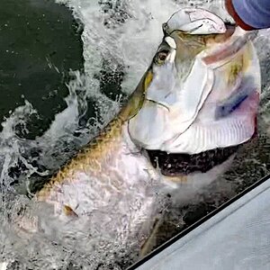 venice_tarpon7.jpg