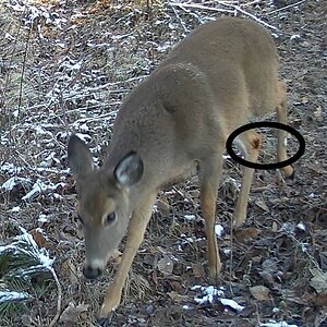 Deer spot.jpg