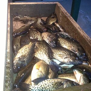 crappie3.JPG