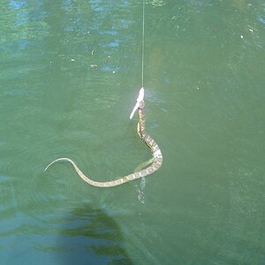 snake on a fluke.jpg