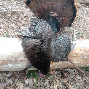 Gobbler Apr 11 2022.jpg