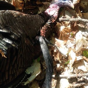 April 28th-2022 Gobbler.jpg