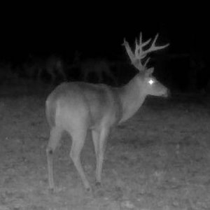 buck2151e.jpg