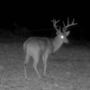 buck2151f.jpg